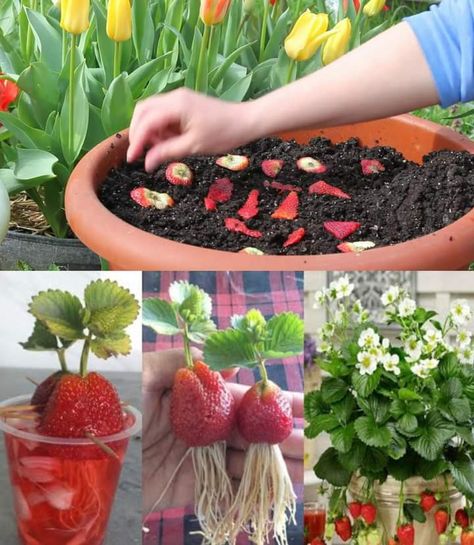 Home Vegetable Garden Design, Gemüseanbau In Kübeln, Grow Strawberries, Houses Black, Vegetable Garden Tips, Small Vegetable Gardens, نباتات منزلية, Indoor Vegetable Gardening, Growing Strawberries