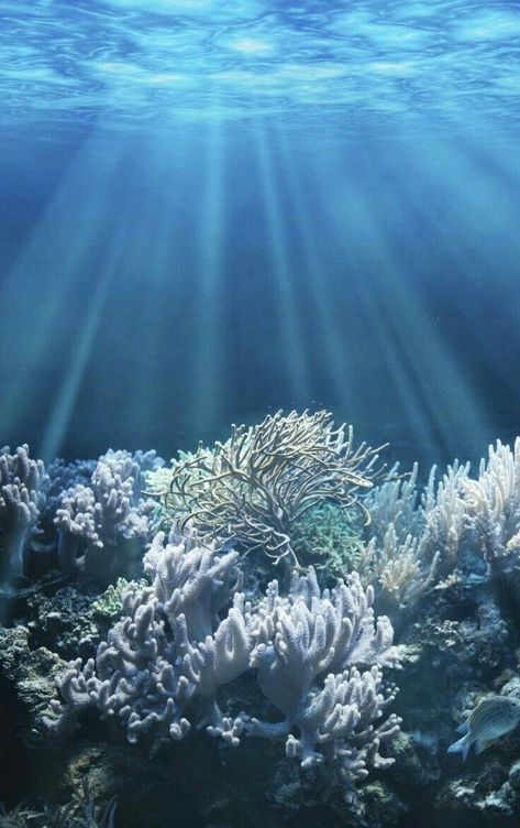 Blue white green sea Coral Bleaching, Fauna Marina, Underwater Scene, Under The Ocean, Arte Van Gogh, Splash Art, Underwater Photography, Sea World, Sea And Ocean