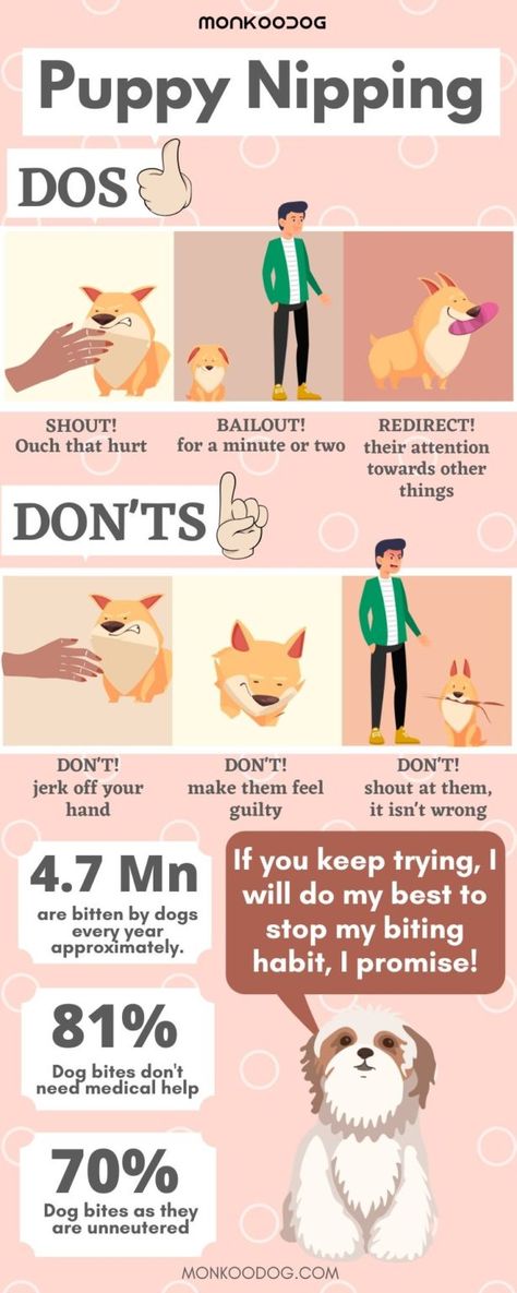 Humour, Puppy Biting Tips, How To Get Your Dog To Stop Nipping, How To Stop Puppies From Biting, How To Stop Puppy Biting, How To Stop A Puppy From Biting, Puppy Biting Training Tips, Puppy Rules, Puppy Advice