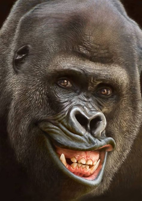 Laughing Animals Faces, Funny Gorilla Pictures, Gorilla Smiling, Gorilla Photo, Gorilla Pictures, Gorilla Funny, Gorilla Art, Laughing Animals, Gorillas Art