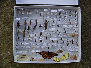 How to Make an Insect Collection... for those who don't already have one! So much fun! Nature, Insect Collection Display, Insect Collection Project, Bug Box, Insect Box, Bug Collection, Bird Sanctuary, Insect Collection, World Birds