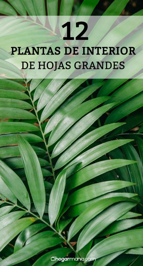 Os presentamos una selección de las mejores plantas de interior de hoja grande. ¡No sabrás con cual quedarte! #jardinería #hojasgrandes #plantas #plantasdeinterior Fall Gardening Ideas, Fall Garden Ideas, Fall Tattoos, Fall Container Plants, Gooseberry Plant, Wallpaper Fall Aesthetic, Garden Tattoos, Garden Tattoo, Home Grown Vegetables