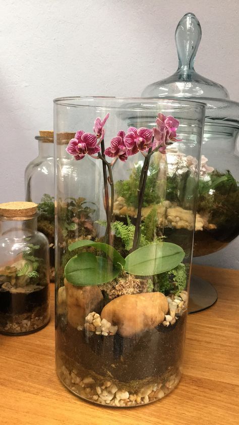 Diy Orchids, Orchid Terrarium, Indoor Orchids, Orchid Roots, Plants In Jars, Propagating Succulents, Thriving Garden, Orchid Arrangements, Moss Garden