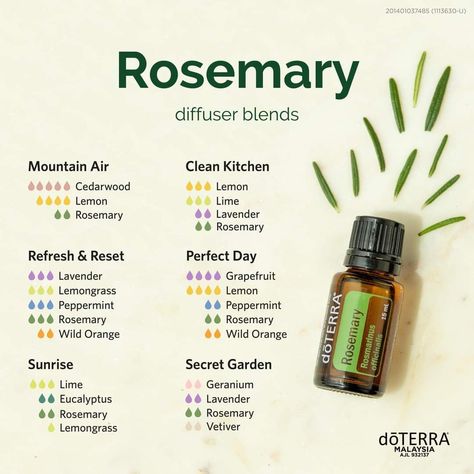 Rosemary Oil Blends, Rosemary Diffuser Blends Doterra, Rosemary Essential Oil Diffuser Blends, How To Use Rosemary Essential Oil, Diffuser Blends With Rosemary, Pine Essential Oil Blends, Rosemary Essential Oil Blends, Energizing Diffuser Blends, Rosemary Diffuser Blends