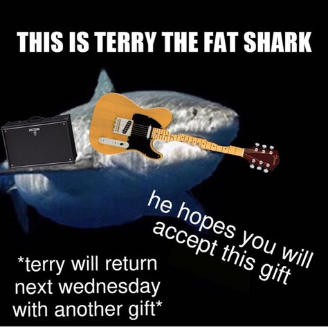 Terry The Fat Shark, Sharks Being Silly, Sharks Getting Pet, Fun Facts About Sharks, Silly Sharks, Save The Sharks, Shark Facts, Shark Meme Funny, Shark Pictures