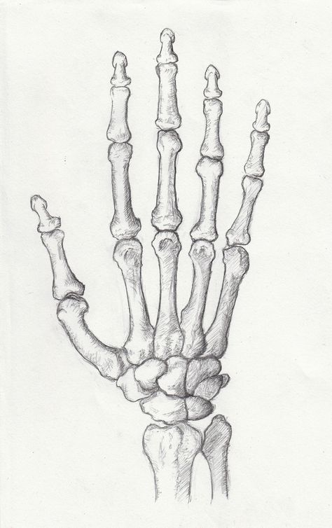 Skull Hand Drawing Sketches, Hands Bones Drawing, Hand Bone Drawing, Hand Bones Drawing, Bone Sketch, Skeleton Reference, Finger Bones, Bones Drawing, Skeleton Hands Drawing