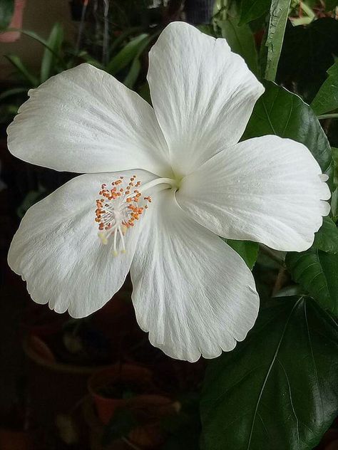 White Hibiscus Flower Aesthetic, Hibiscus In Hair, Habisquis Flower, Hibiscus Flower White, Flowers By The Beach, Hibiscus Aesthetic, Preppy Flowers, White Hibiscus Flower, Hawaii Flag