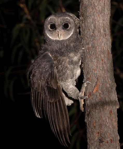 Owls At Night, Creepy Owl, Owl Oc, Sooty Owl, Owl At Night, Scary Owl, Owl Magic, Owl Wings, Barn Owls