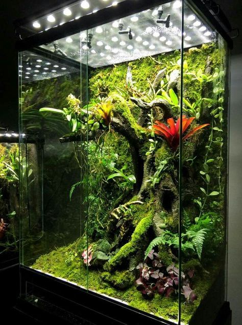 Burgundy Plants, Chameleon Terrarium, Dart Frog Vivarium, Gecko Vivarium, Bioactive Vivarium, Terrariums Diy, Tropical Terrariums, Snake Terrarium, Frog Terrarium