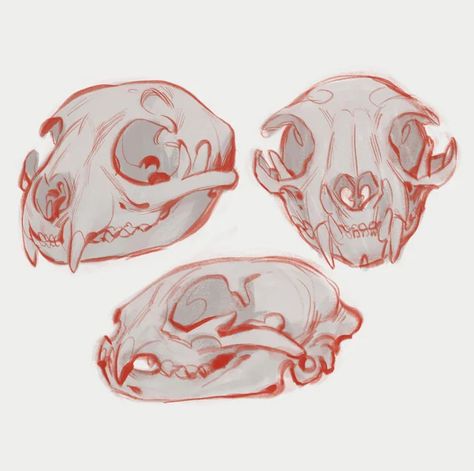 Skull Reference Animal, Deer Skull Anatomy, Possum Skull Drawing, Cat Skull Reference Drawing, Animal Skull Anatomy, Animal Carcass Drawing, Canine Skull Reference, Animal Skull Mask Drawing, Cat Skeleton Reference