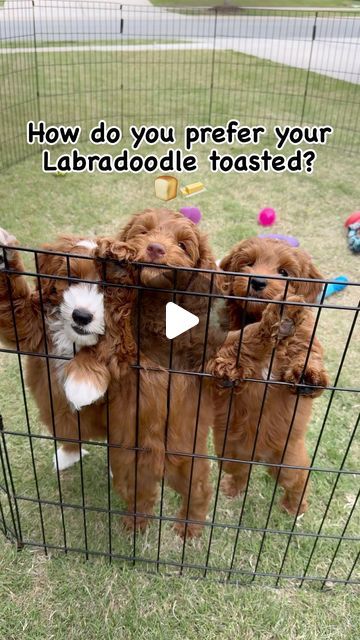 Australian Labradoodle Puppies on Instagram: "How do you prefer your Swinging Gate Labradoodle toasted?! 🍞🧈

#toasted #toastedbread #untoasted #slightlytoasty #toastedwithbutter #breadandbutter #reelsinstagram #dogreelsvideo #dogreels #dogreelsofinstagram #dogreel #puppyreels #puppyreel #labradoodleofinsta #miniaustralianlabradoodle #australianlabradoodlebreeder" Labradoodle Breeders, Australian Labradoodle Puppies, Labradoodle Puppies, Australian Labradoodle, Labradoodle Puppy, Labradoodle, Gate, Puppies, On Instagram