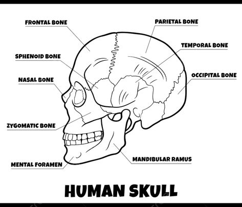 Human Skull Diagram, Skull Drawing Anatomy, Skull Anatomy Drawing, Skull Bones Anatomy, Human Anatomy Coloring Pages, Skull Diagram, Lungs Drawing, Sphenoid Bone, Bone Drawing