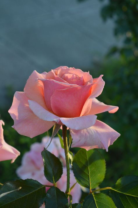 Flowers Love Rose, Flower Beauty, Beautiful Blooms, Love Flowers, My Flower, 그림 그리기, Beautiful Roses, Pretty Flowers, In The Garden