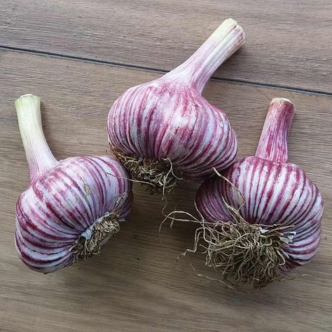 Garlic Gardening, Purple Garlic, Garlic Garden, Garlic Bulbs, Planting Garlic, Potatoes Onions, Growing Garlic, Garlic Potatoes, Potato Onion