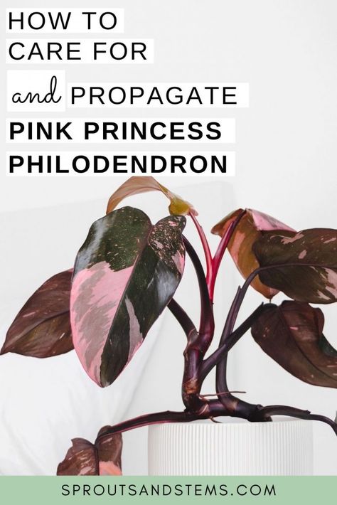 Philodendron Propagation, Pink Princess Philodendron, Philodendron Care, Princess Philodendron, Houseplant Care, Philodendron Plant, Plant Problems, Tips For Success, Indoor Plant Care