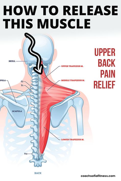 A simple technique to release back pain and muscle knots between the shoulder blades and upper back. You'll get long-term relief from pain and tightness in the upper trapezius and mid-back pain area... Pain Between Shoulder Blades, Shoulder Blade Muscles, Shoulder Muscle Pain, Neck And Shoulder Exercises, Muscle Knots, Shoulder Pain Relief, Lower Back Pain Exercises, Neck Exercises, Upper Back Pain