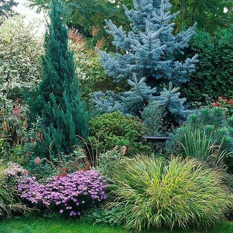 Landscape Layering: How to Create an Amazing Landscape Blue Atlas Cedar Landscaping Front Yards, Ravine Landscaping Ideas, Evergreen Landscape Backyards, Alabama Landscaping Ideas, Rock Wall Ideas, Alabama Landscape, Weeping Evergreen Trees, Evergreen Landscape Front Yard, Evergreen Landscaping