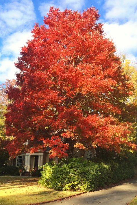 5 Fast-Growing Shade Trees to Plant Now Best Shade Trees, Maple Tree Landscape, Fast Growing Shade Trees, Bald Cypress Tree, Tattoo Plant, Red Maple Tree, Growing Trees, Pretty Trees, Fast Growing Trees