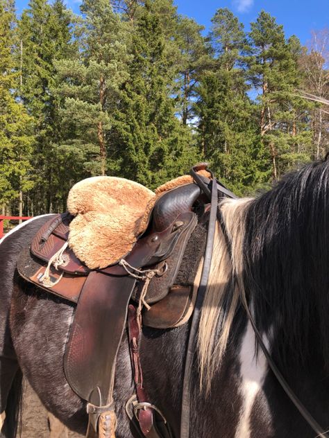 Paint Horse Photography, Horse Float, Trail Ride, Western Vibes, Farm Lifestyle, Bay Horse, Western Life, Cowgirl Aesthetic, English Riding