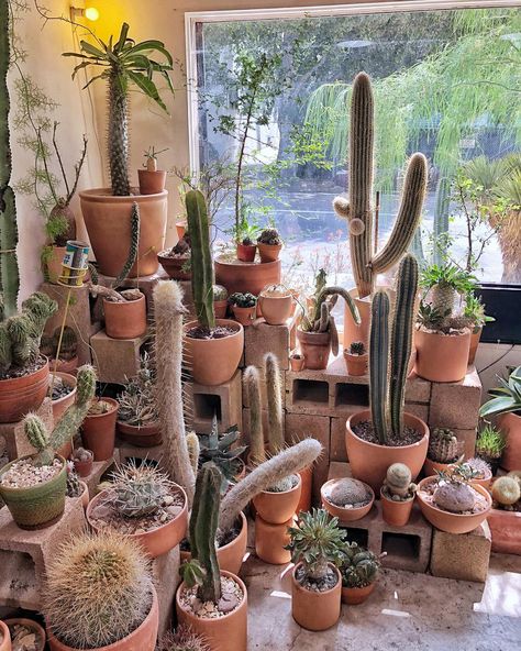 Cactus Display Ideas, Cactus Display, Cactus Garden Design, Cactus Collection, Corner Plant, Box House, Plants Indoor, Box Houses, Cactus Garden