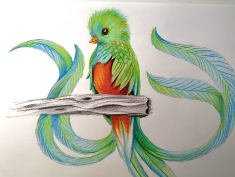 Quetzal Bird Drawing, Quetzal Drawing, Quetzal Tattoo, Directed Drawing, Book Drawing, Bird Drawings, Pics Art, Bird Prints, Art Classes