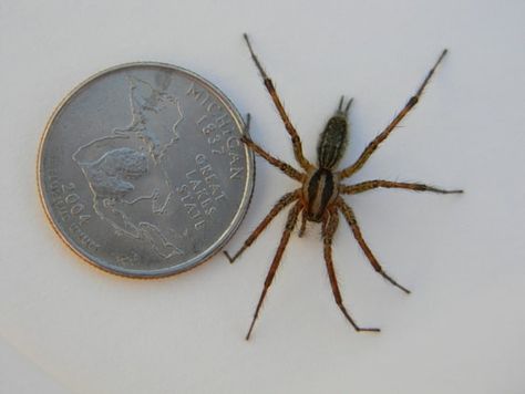 Agelenopsis - American Grass Spider - USA Spiders Spiders In Australia, Common Spiders, Dangerous Spiders, Funnel Web Spider, Large Spiders, Wolf Spider, Spider Bites, Arthropods, Arachnids