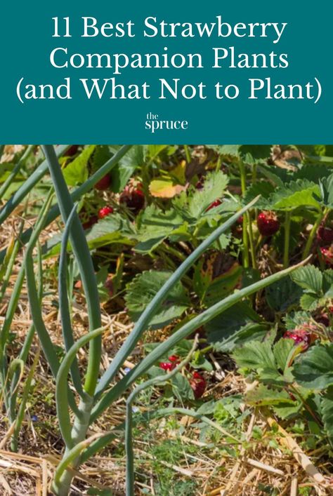 Strawberry companion plants such as onions, herbs, and asparagus are good neighbors for your strawberries. Learn which plants work and which don’t. #fruitgardenideas #gardeningadvice #howtogrow #plantparenttips #thespruce Strawberries Planting, Carrot Companion Plants, Onion Companion Planting, Strawberry Companion Plants, Fruit Tree Garden, Garden Front Of House, Thyme Flower, Planting Onions, Natural Repellent