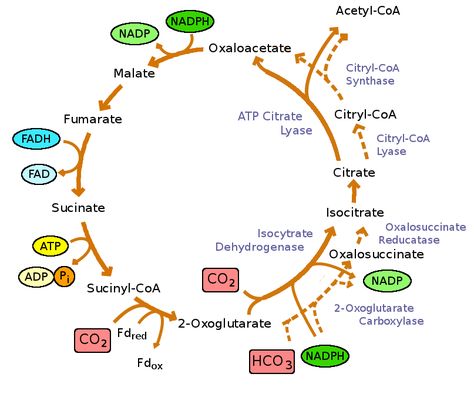 The Krebs Cycle is the central metabolic pathway in all aerobic organisms. The cycle is a series of eight reactions that occur in the mitochondrion.  These reactions take a two carbon molecule (acetate) and completely oxidize it to carbon dioxide. The cycle is summarized in the following chemical equation:  acetyl CoA + 3 NAD + FAD + ADP + HPO4-2 ---------------> 2 CO2 + CoA + 3 NADH+ + FADH+ + ATP Biology Vocabulary, Carbon Molecule, Citric Acid Cycle, Acetyl Coa, Krebs Cycle, Biology Resources, English Uk, Chemical Equation, Biology Lessons