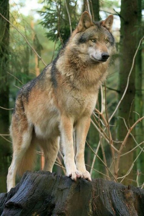 Fantasy Forest RPG Charaktere - Leomoni W, F, F, H, N, E - Wattpad Wolf Standing, Brown Wolf, Cry Wolf, Beautiful Wolf, Wolf World, Short Tempered, Wolf Images, Wolf Photography, Arctic Wolf