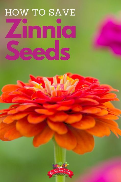 Zinnia Seeds, Elevated Garden, Zinnia Garden, Garden Vegetables, Zinnia Flowers, Seed Saving, Fall Garden, Cut Flower Garden, Home Vegetable Garden