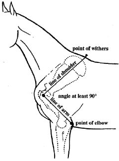 Part 2: Conformation differences in gaited vs trotting horses by Rose Miller | Anything Equine. Horse Massage, Equine Anatomy, Equine Massage, Equine Veterinary, Horse Lessons, Horse Information, Tennessee Walking Horse, Horse Care Tips, Horse Facts