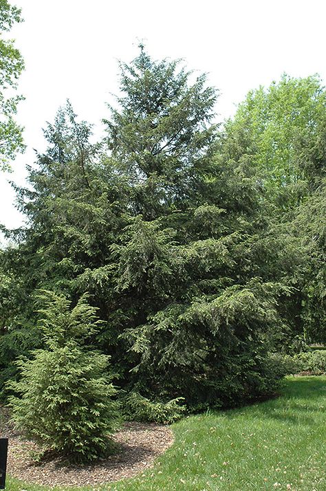 Canadian Hemlock (Tsuga canadensis) at The Growing Place Tsuga Canadensis, Eastern Hemlock, Canadian Hemlock, Annabelle Hydrangea, Columnar Trees, Kawartha Lakes, Gardening Zones, Landscape Plants, Burning Bush