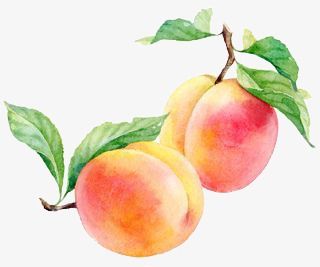 Peach,fruit,plant,illustration,Cartoon,Hand Painted,Literature and art,Fresh Peach Clipart, Lac Rose, Fruit Clipart, Creation Art, Pink Lake, Peach Art, Watercolor Food, Peach Fruit, Watercolor Fruit