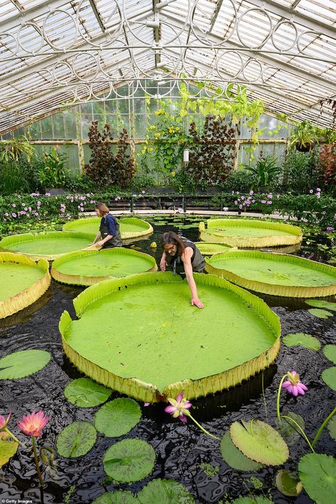 Kew Botanical Gardens, Giant Water Lily, Plant Identification App, Kew Gardens London, London Victoria, Glass Houses, Aquatic Ecosystem, Lily Lotus, London Trip