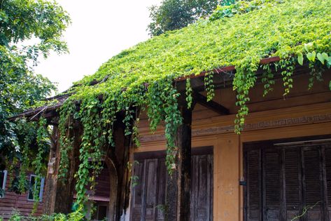 Living Roof House, Plants On Roof, Live Roof, Green Roof Planting, Roof Plants, Living Green Roof, Green Roof Design, Extensive Green Roof, Green Roof Garden