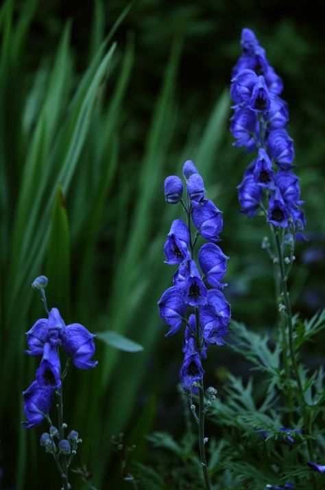 Cottage Garden Plants, Poisonous Plants, Blue Garden, Language Of Flowers, Beautiful Flower Arrangements, Believe Me, All Flowers, Flower Of Life, The Colour