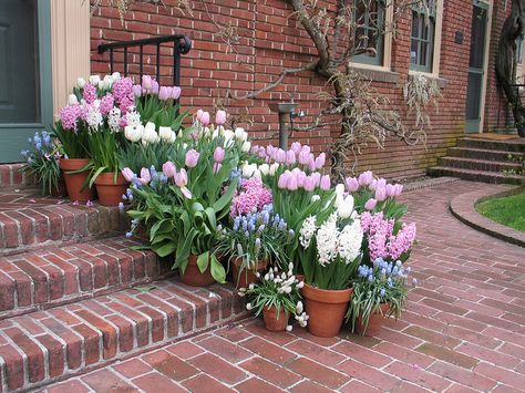 Mosses Basket, Beautiful Yards, Spring Bulbs, City Garden, Backyard Patio, Green Thumb, Container Gardening, Spring Flowers, Written By