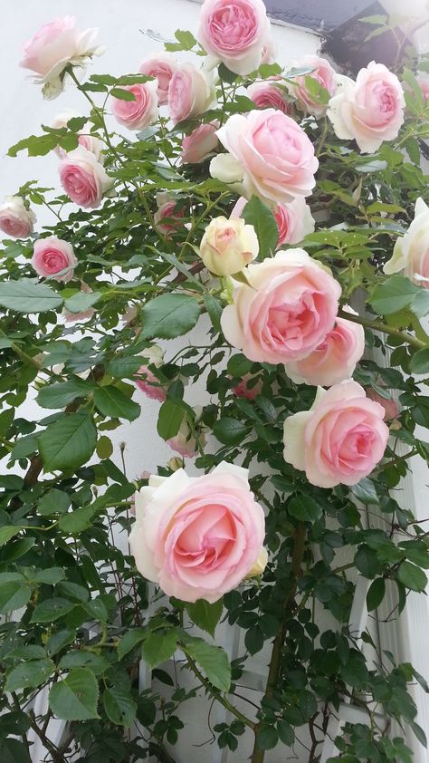 My Eden Rose... Climbing Roses, Eden Rose, Types Of Roses, Light Pink Flowers, Cat Air, Rose Wall, Garden Rose, Pink Garden, Beautiful Flowers Wallpapers