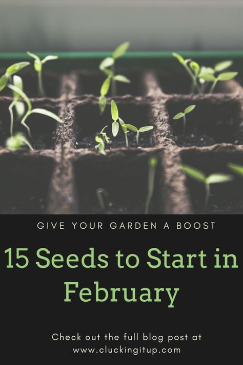 Seeds To Start In February, When To Plant Seeds, Planting Seeds Indoors, Vegetable Garden Planning, Starting Seeds Indoors, Vegetable Garden Diy, Veg Garden, Home Vegetable Garden, Container Gardening Vegetables