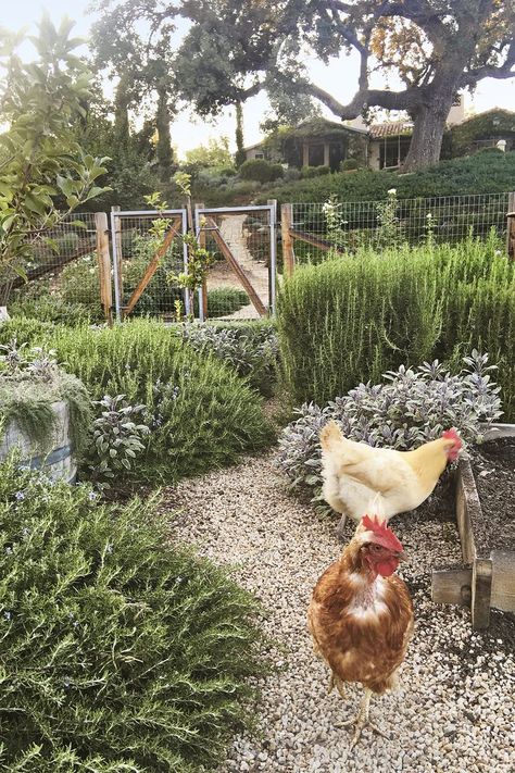 Shed Inspiration, Small Chicken Coops, Chicken Coop Garden, Patina Farm, Chicken Coop Run, Chicken Coop Designs, Chicken Garden, Small Chicken, Building A Chicken Coop