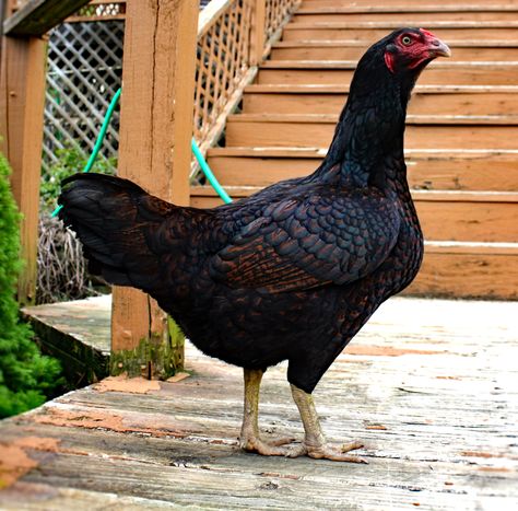 Dark Cornish Dark Cornish Chicken, Laying Hens Breeds, Chickens Backyard Breeds, Mini Homestead, Hen Recipes, Heritage Chickens, Cornish Hen, Meat Birds, Poultry Equipment