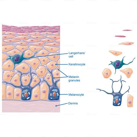 Epidermis microstructure vector, Langerhans’ cell, Keratinocyte, Melanin granules, Melanocyte, Dermis Inside Human Body, Langerhans Cell, What Is Cell, Dry Skin Diy, Health Benefits Of Collagen, Red Moles, Skin Anatomy, Medical Esthetician, Melanin Skin