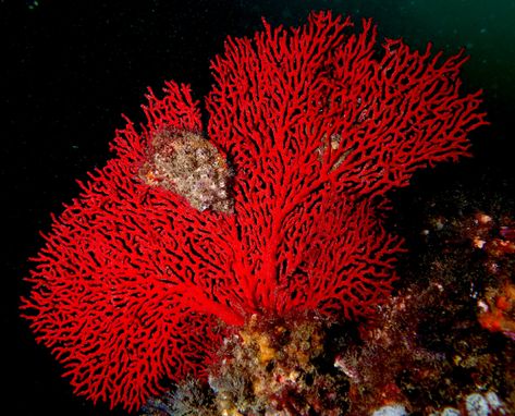 Red Gorgonia Fan - 13th December 2015 | A Gorgonia fan is ma… | Flickr Nature, Feeding Animals, Coral Painting, Ocean Plants, Natural Form Art, Red Plants, Coloring Journal, Art Appliqué, Sea Coral