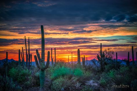 ***Tucson Sunset (Arizona) by Derek Burdeny on 500px 🇺🇸 Desert Sunset Photography, Tucson Sunset, Arizona Sunrise, Desert Wallpaper, Desert Aesthetic, Arizona Sunset, Arizona Landscape, Desert Art, Desert Painting