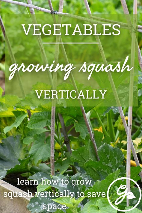 Have you ever considered growing #summer #squash on a #trellis? Growing #vegetables #vertically saves space, prevents pest damage, and reduces disease issues. Click to learn more. #vegetablegarden #gardening #growyourownfood #garden #growyourown #homegrown #kitchengarden #gardenlife #ediblegarden #organic #veggiegarden #urbangarden #backyardgarden #vegetablegardening #gardener #greenthumb #growwhatyoueat #nature #veggies #plants #zone #harvest Planting Squash In Garden, Squash Garden Trellis, Planting Squash, Summer Squash Trellis, Trellis For Squash, Trellis Squash, Growing Squash On A Trellis, Squash Trellis Ideas, Growing Squash Vertically