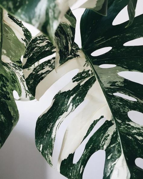 lifeasawaterelement: Monstera Variegata (via @littleandlush) Tumblr, Plants, Green, White, Instagram, Black