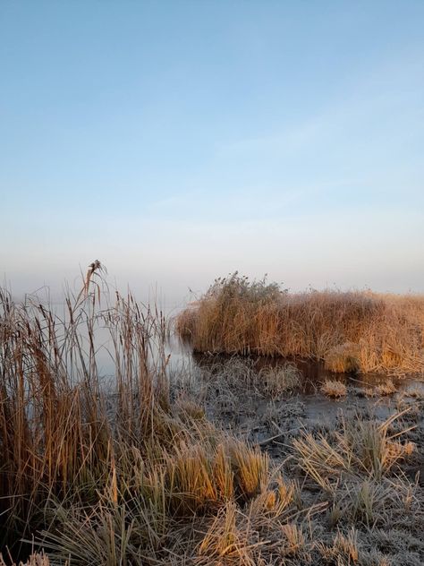 Frozen landscape Reeds aesthetic Nature, Reeds Aesthetic, Disco Elysium Aesthetic, Elysium Aesthetic, Greenery Aesthetic, Frozen Landscape, Crop Field, Disco Elysium, Blood And Bone