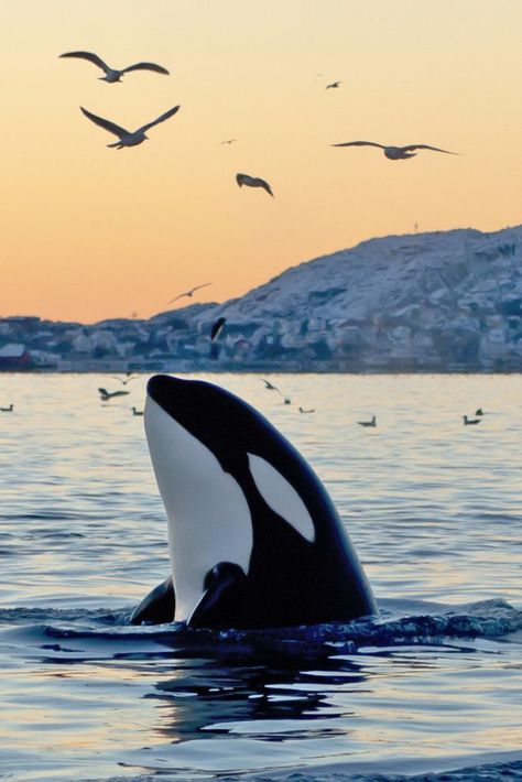 Either way orcas are just so majestic looking. Such a pretty photograph with the birds hanging around. Can't tell if thats snow or bird poop in the background. #orca #orcawhale #killerwhale #nature #naturephotography #ocean #sea #beach #nautical #whale #whalephotography Water, Animals, The Ocean, Orca Whale, Killer Whale, In The Ocean, Animal Welfare, The Good, Frame