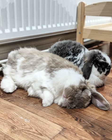 Giant squishy bunnies Bunny Bun, Giant Bunnies, Cutest Bunny Ever, Pet Rabbit Care, Giant Bunny, Pet Bunny Rabbits, Beautiful Rabbit, Cutee Animals, Cute Bunny Pictures