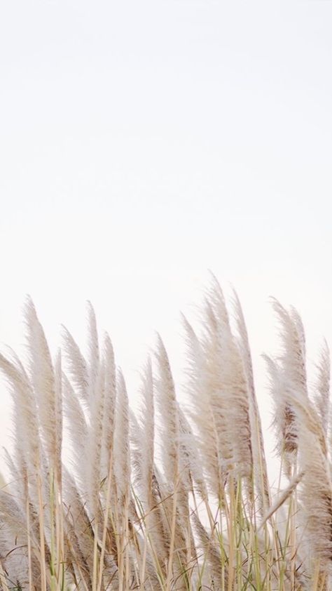 Minimalist Photography, 背景 シンプル, Pampas Grass, White Aesthetic, Aesthetic Iphone Wallpaper, Instagram Template, Phone Backgrounds, The Wind, Color Inspiration